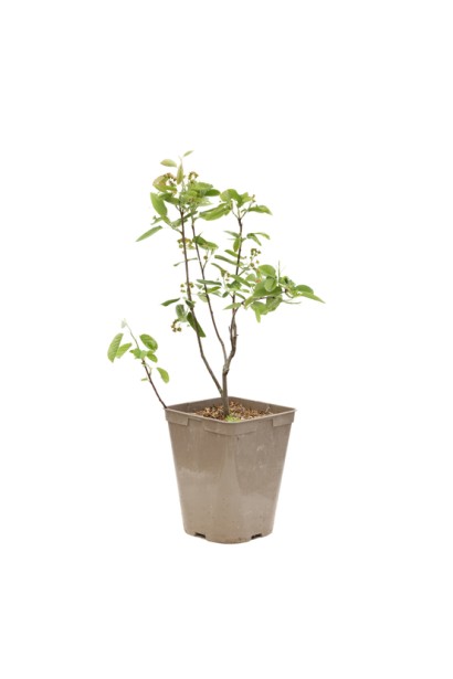 Amelanchier alnifolia Slaten в горшку